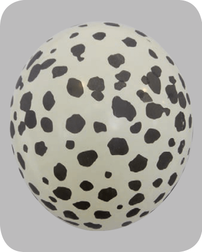 The-Balloon-Factory-Bedrukte-Ballonnen-1361 Ballon no. 12 ivoor met cheetah-motief